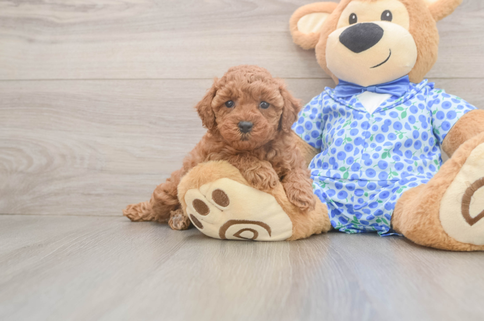 6 week old Poodle Puppy For Sale - Fairfield Furbabies