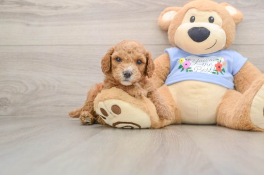 ISLA, a Poodle littermate