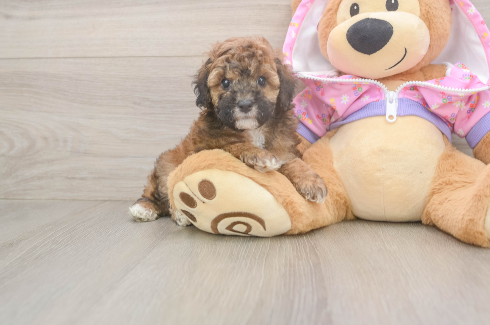 7 week old Poodle Puppy For Sale - Fairfield Furbabies