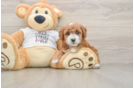 Best Poodle Baby