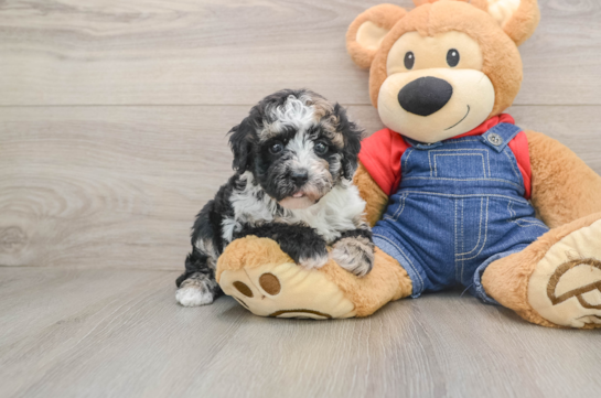Friendly Poodle Purebred Pup