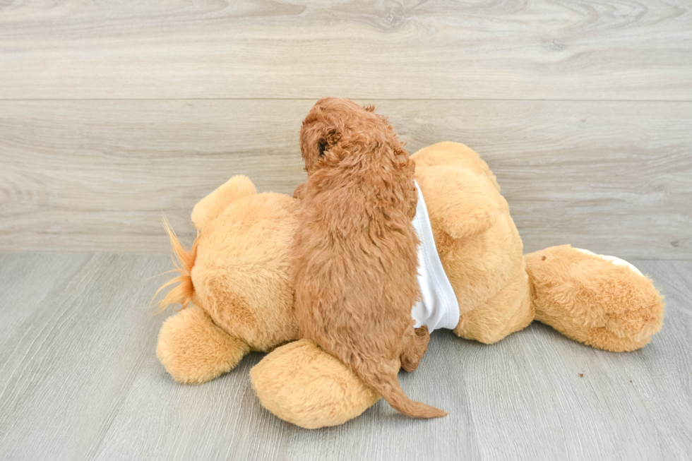 Poodle Pup Being Cute