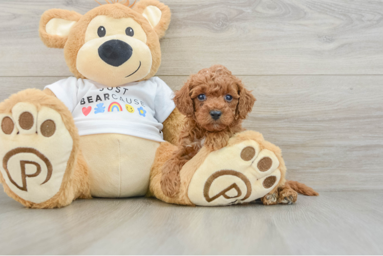 Cute Pudle Purebred Puppy