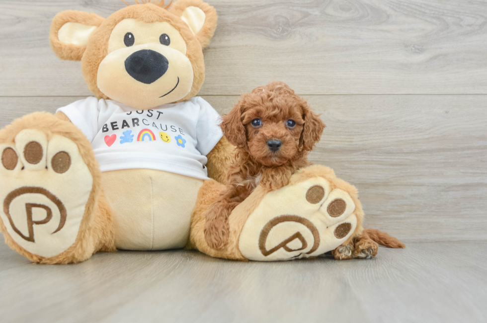 7 week old Poodle Puppy For Sale - Fairfield Furbabies