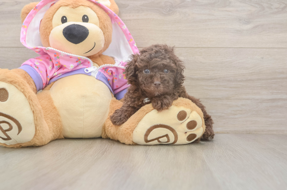 6 week old Poodle Puppy For Sale - Fairfield Furbabies