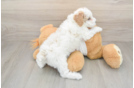 Akc Registered Poodle Baby