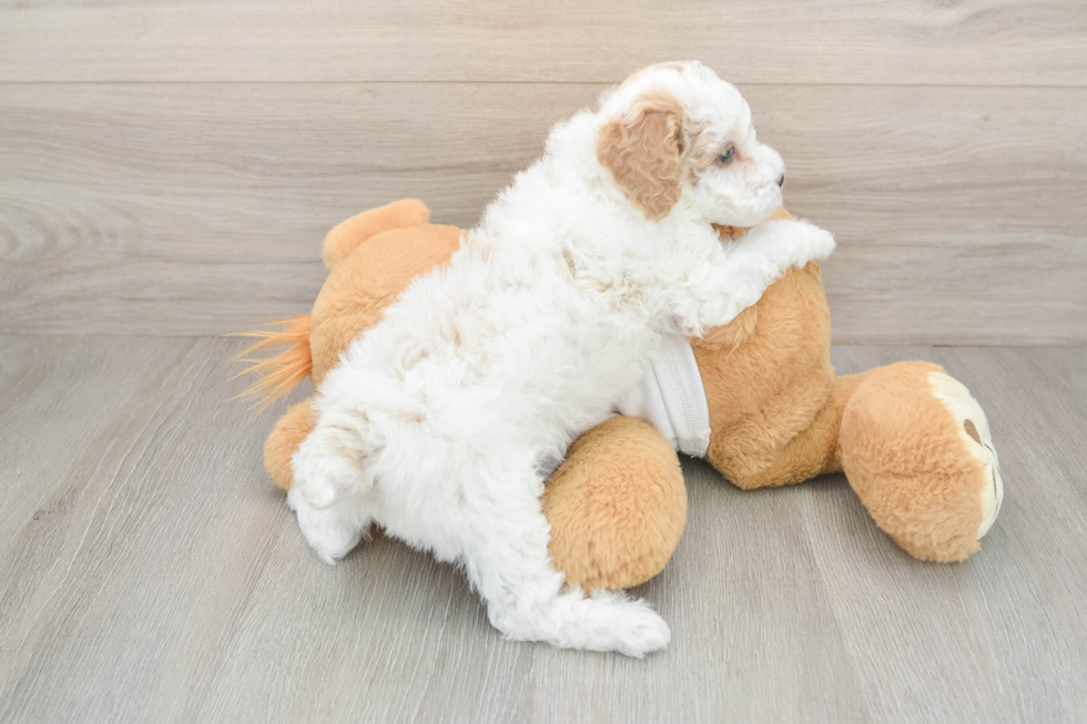 Akc Registered Poodle Baby