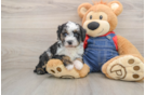 Sweet Pudle Purebred Puppy