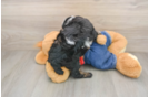 Poodle Puppy for Adoption