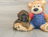 8 week old Poodle Puppy For Sale - Fairfield Furbabies