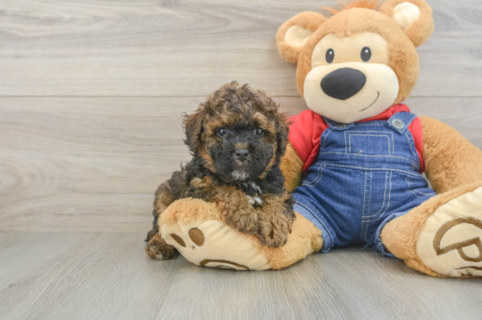 8 week old Poodle Puppy For Sale - Fairfield Furbabies
