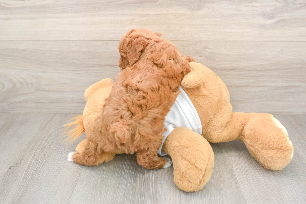 Poodle Puppy for Adoption