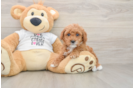 Fluffy Pooodle Purebred Puppy