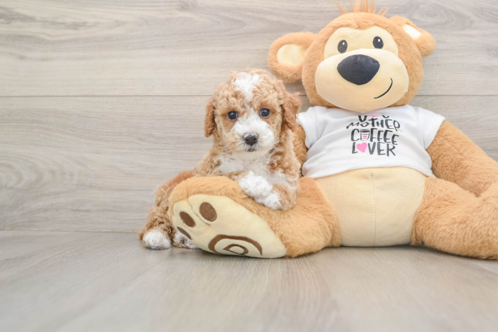Cute Pudel Purebred Puppy