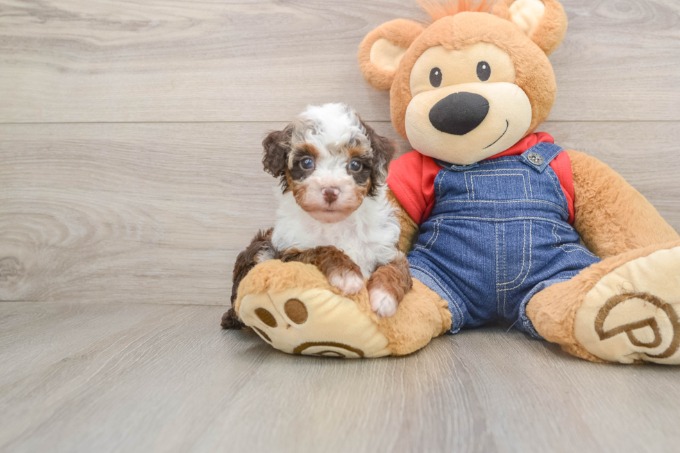 Poodle Puppy for Adoption