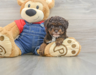 8 week old Poodle Puppy For Sale - Fairfield Furbabies