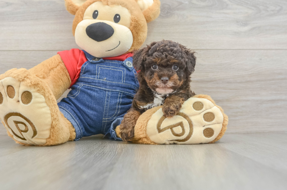 8 week old Poodle Puppy For Sale - Fairfield Furbabies