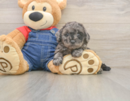 7 week old Poodle Puppy For Sale - Fairfield Furbabies