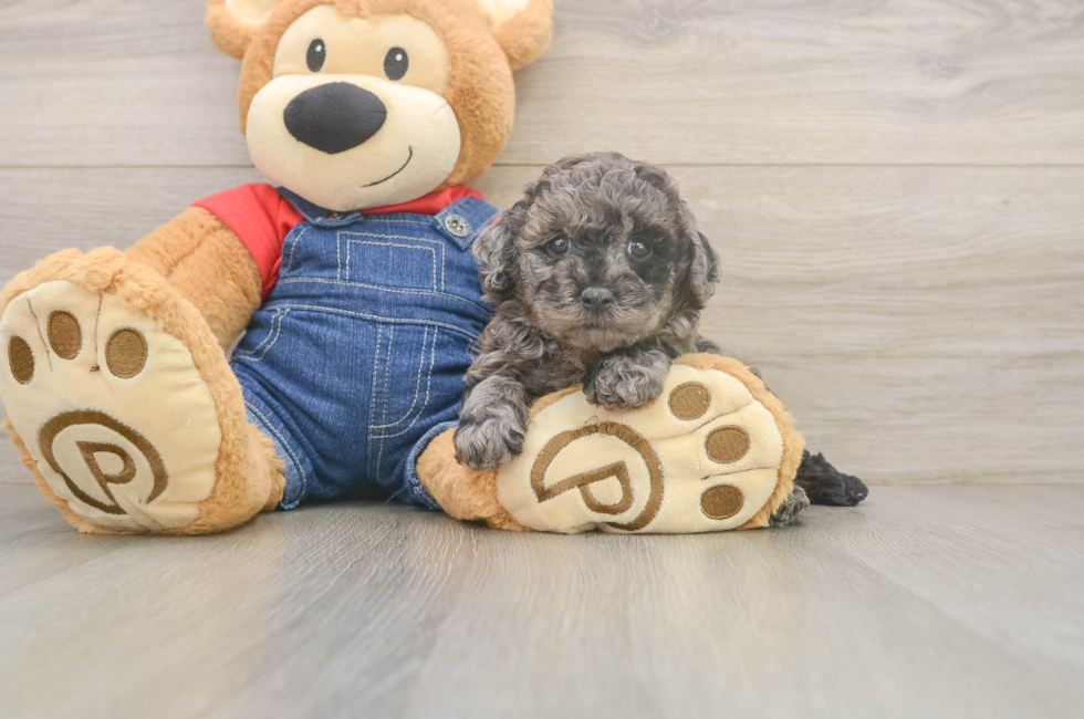 7 week old Poodle Puppy For Sale - Fairfield Furbabies