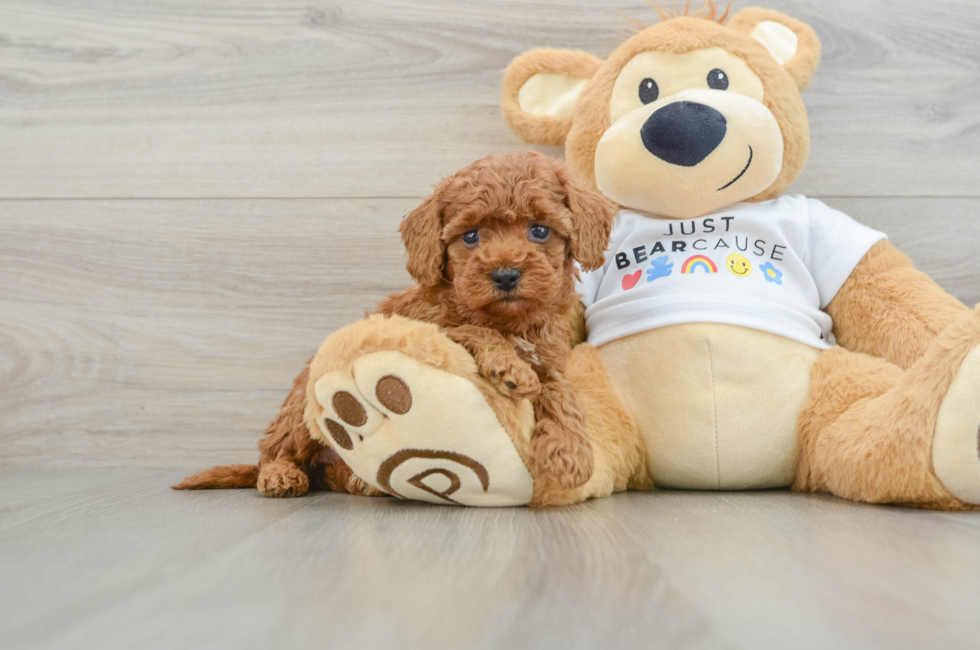 7 week old Poodle Puppy For Sale - Fairfield Furbabies