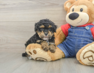 8 week old Poodle Puppy For Sale - Fairfield Furbabies