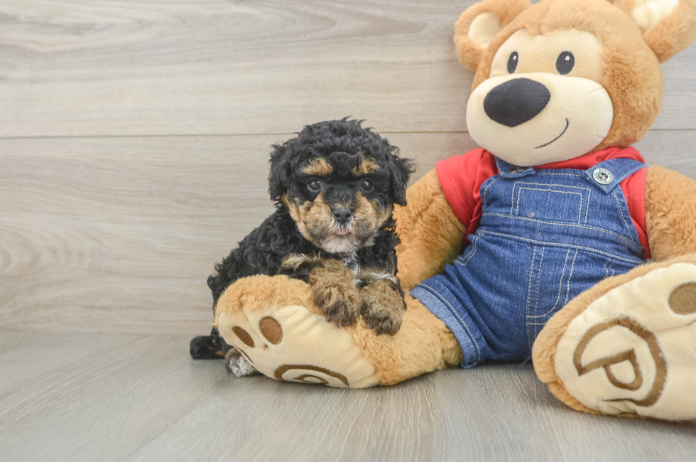 8 week old Poodle Puppy For Sale - Fairfield Furbabies