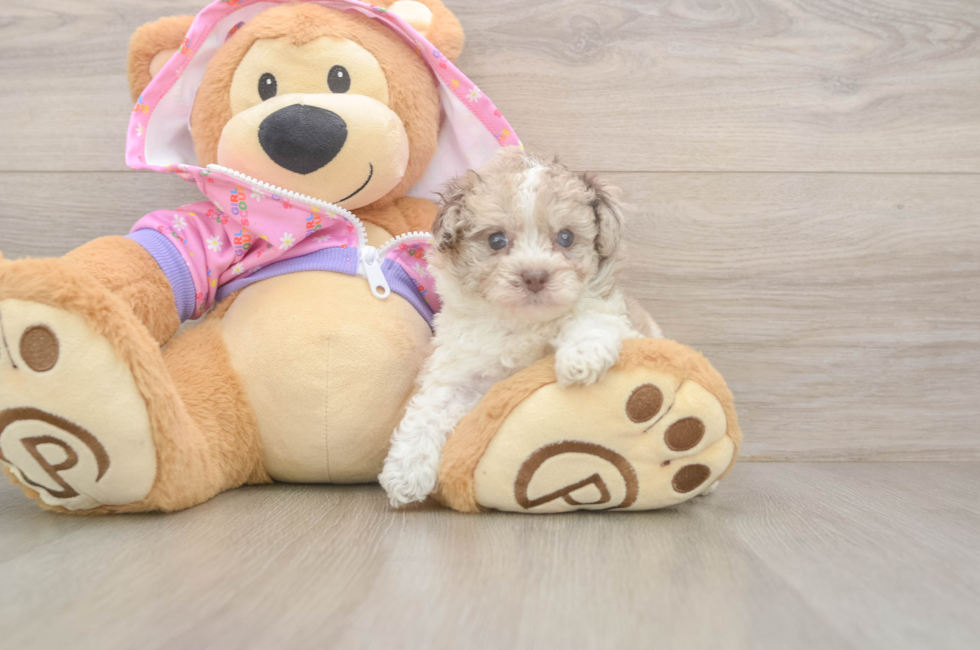 6 week old Poodle Puppy For Sale - Fairfield Furbabies