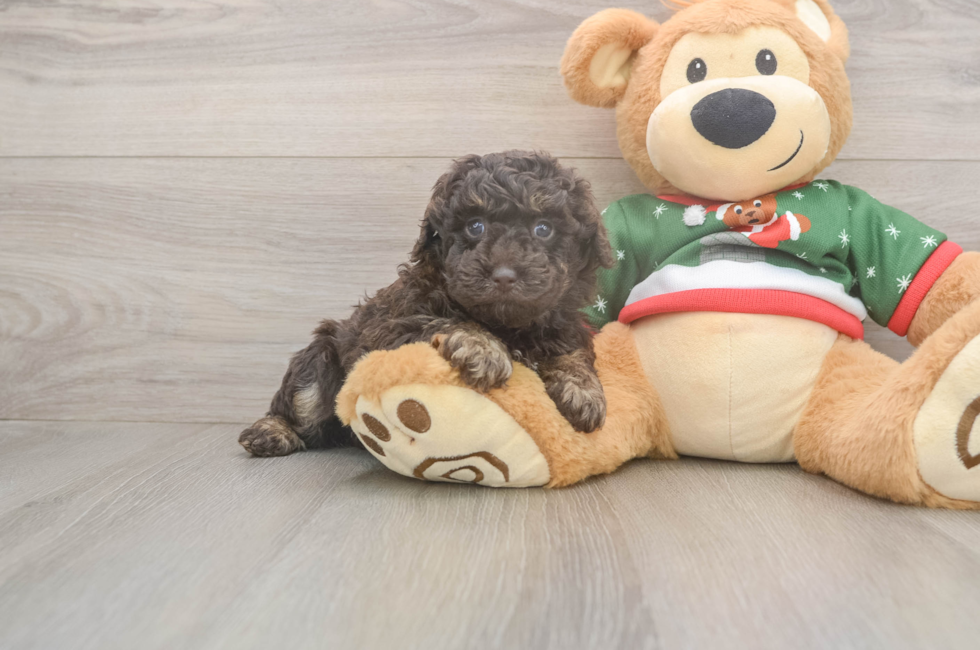 5 week old Poodle Puppy For Sale - Fairfield Furbabies