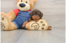 Akc Registered Poodle Purebred Pup