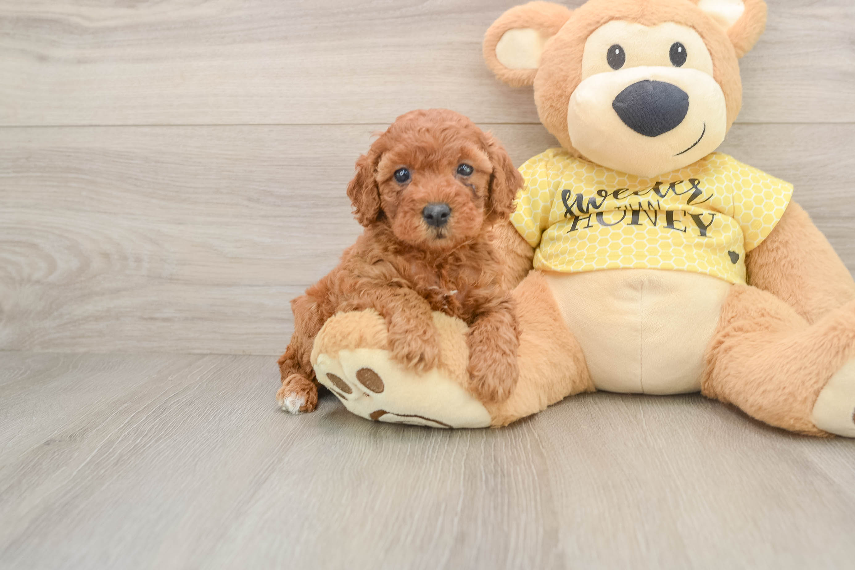 Best Poodle Baby