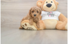 Best Poodle Baby