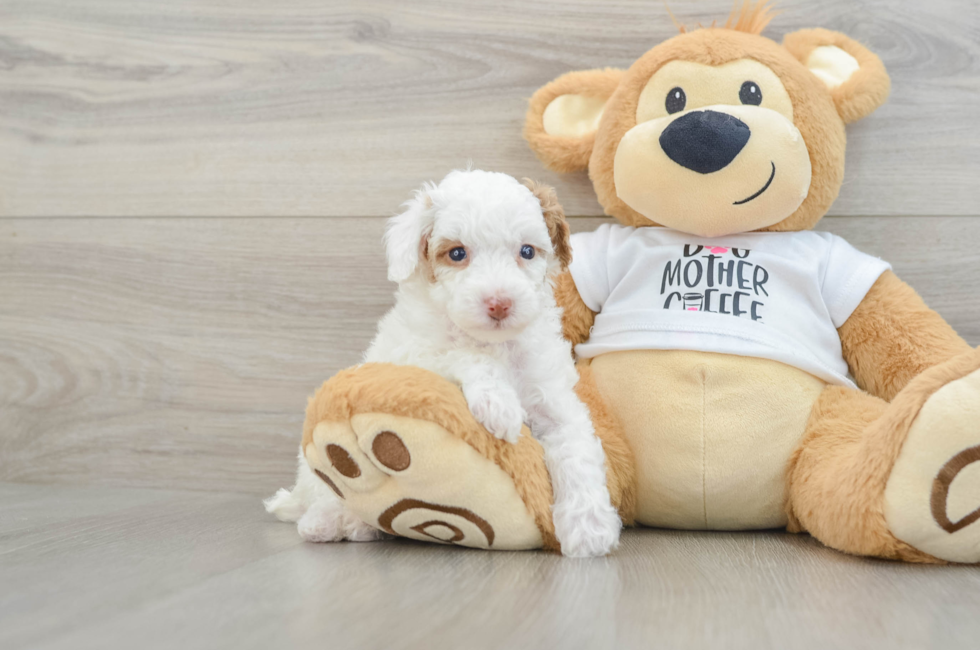 7 week old Poodle Puppy For Sale - Fairfield Furbabies