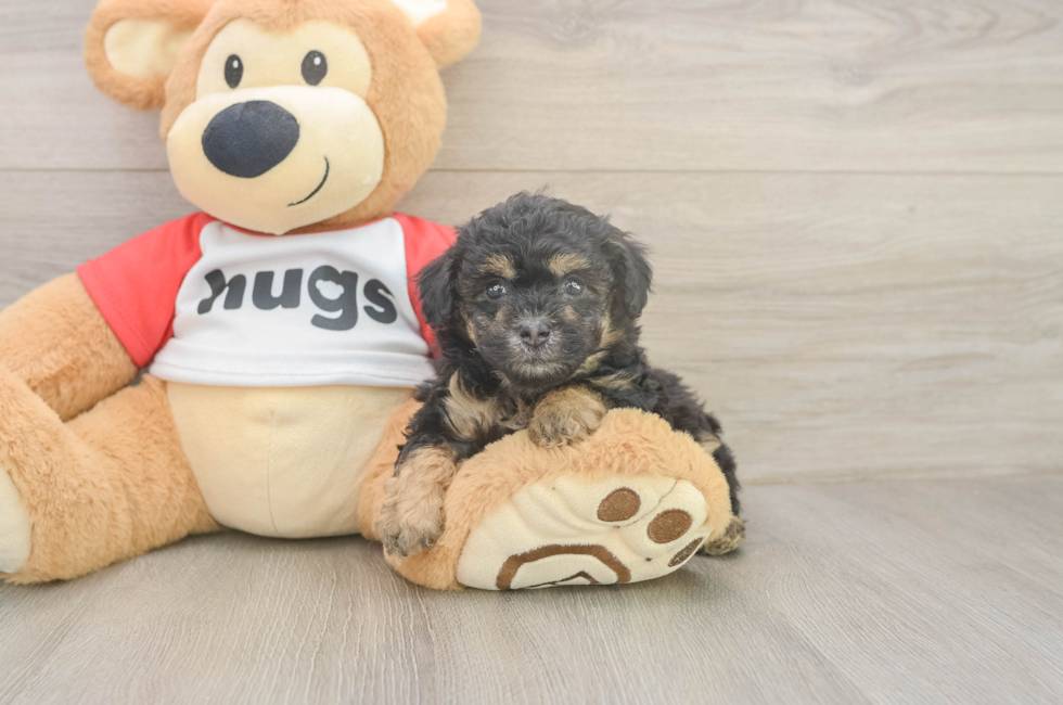 5 week old Poodle Puppy For Sale - Fairfield Furbabies