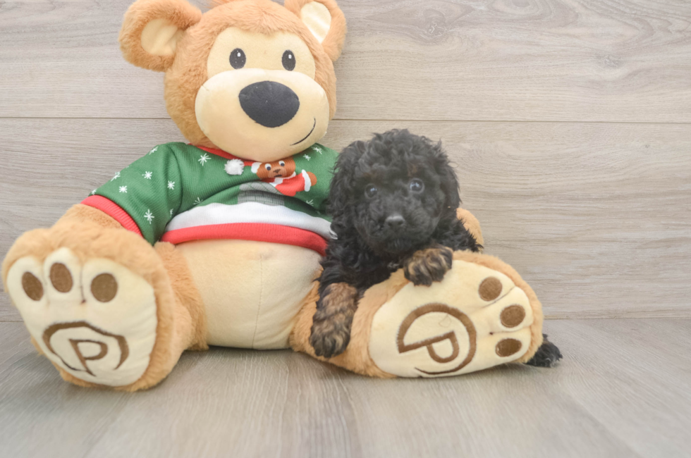 5 week old Poodle Puppy For Sale - Fairfield Furbabies