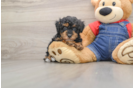 Poodle Puppy for Adoption