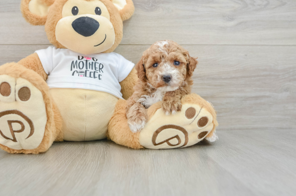 7 week old Poodle Puppy For Sale - Fairfield Furbabies