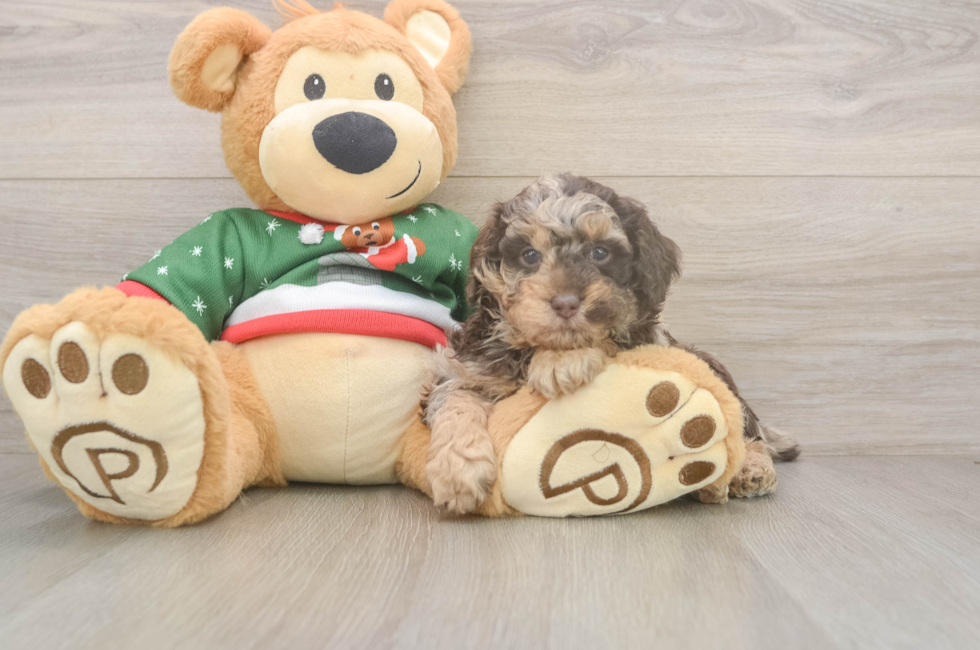 5 week old Poodle Puppy For Sale - Fairfield Furbabies