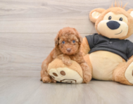 8 week old Poodle Puppy For Sale - Fairfield Furbabies