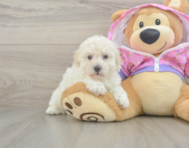 8 week old Poodle Puppy For Sale - Fairfield Furbabies