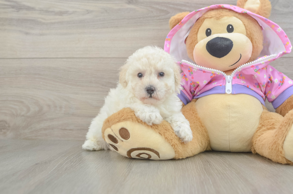 7 week old Poodle Puppy For Sale - Fairfield Furbabies
