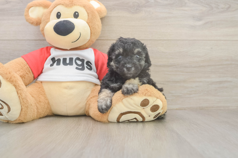 5 week old Poodle Puppy For Sale - Fairfield Furbabies