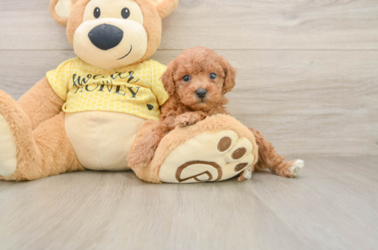 KEVLAR, a Poodle littermate