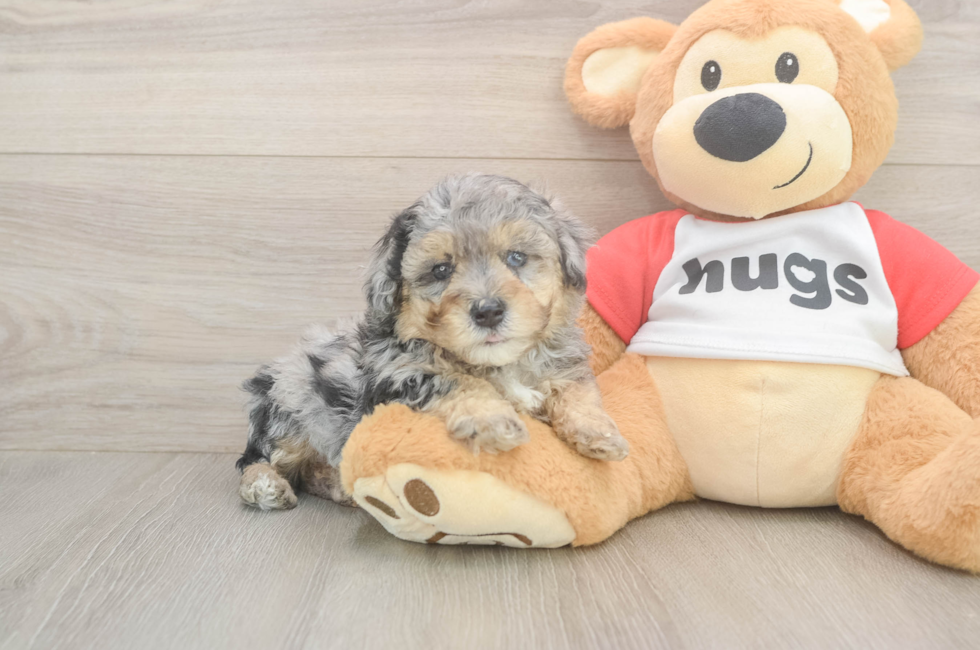 5 week old Poodle Puppy For Sale - Fairfield Furbabies