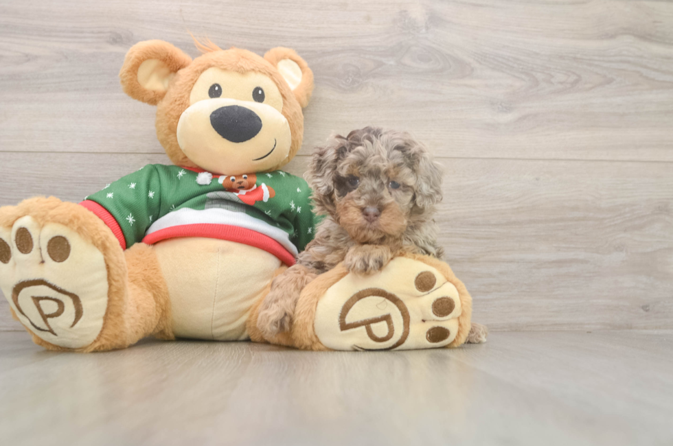 5 week old Poodle Puppy For Sale - Fairfield Furbabies