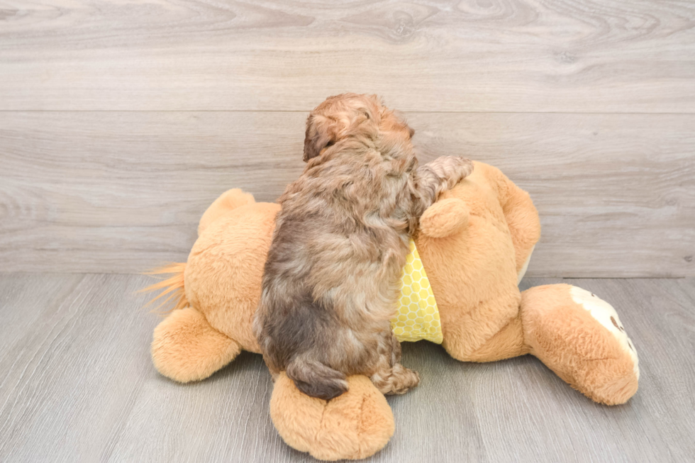 Poodle Pup Being Cute