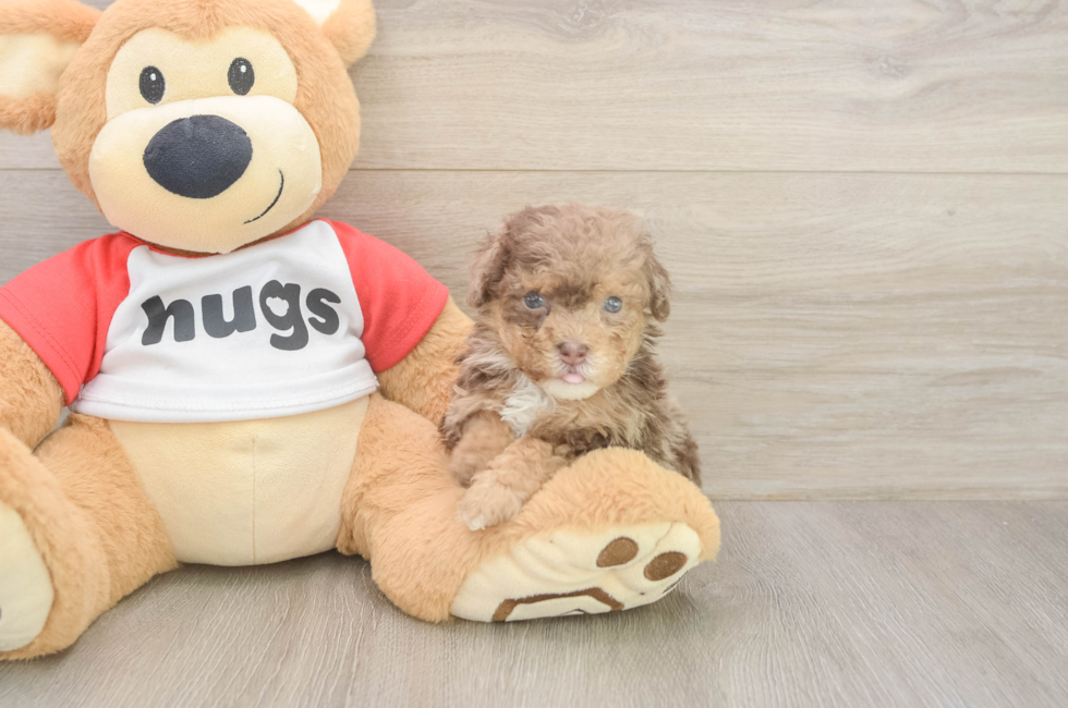 5 week old Poodle Puppy For Sale - Fairfield Furbabies