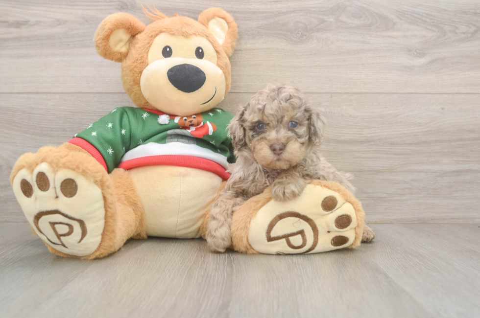5 week old Poodle Puppy For Sale - Fairfield Furbabies