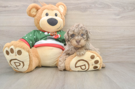 Funny Poodle Purebred Pup