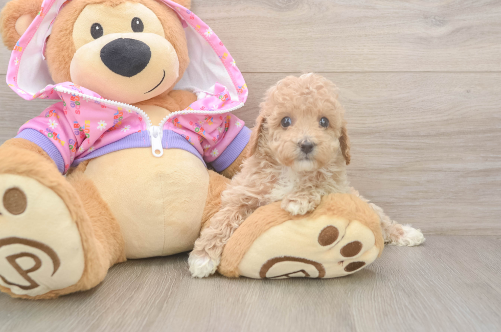 6 week old Poodle Puppy For Sale - Fairfield Furbabies