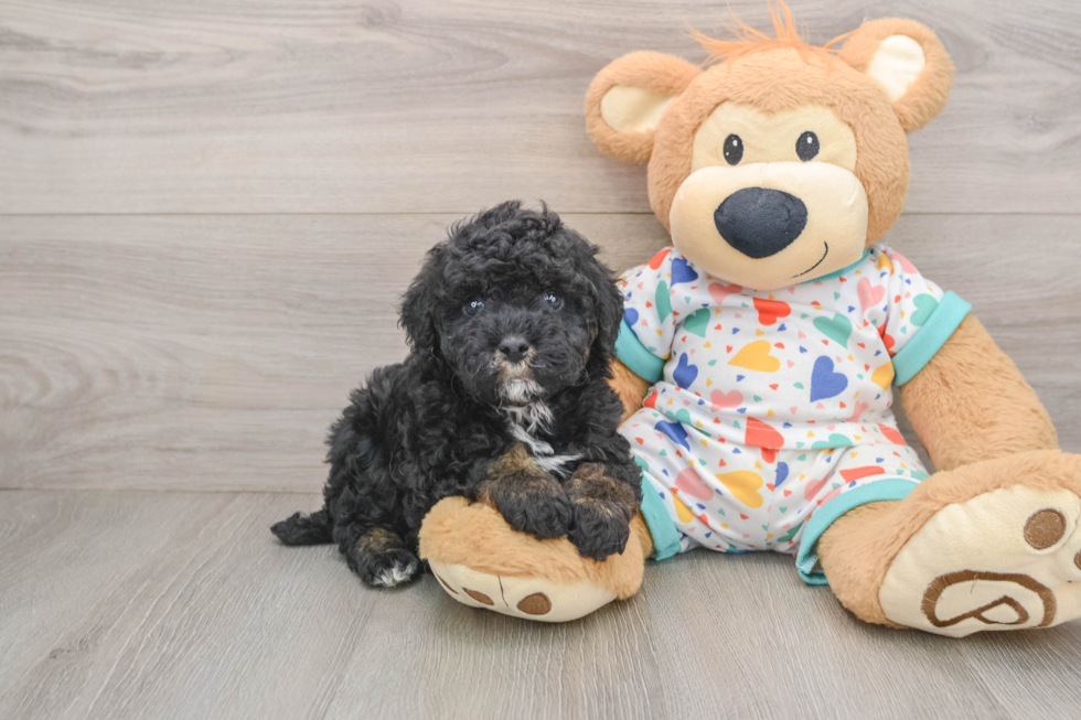 Fluffy Pooodle Purebred Puppy